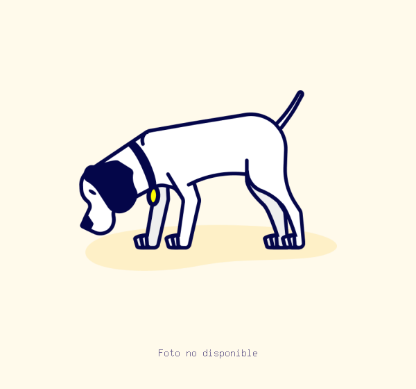 Perro Mestizo encontrado