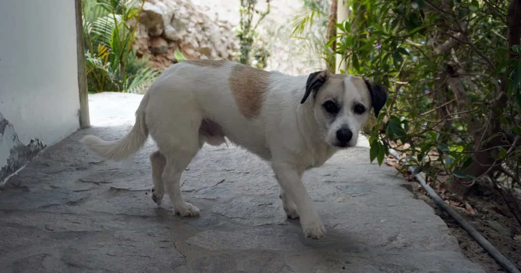 Se perdió tu mascota tras el sismo: qué hacer ahora