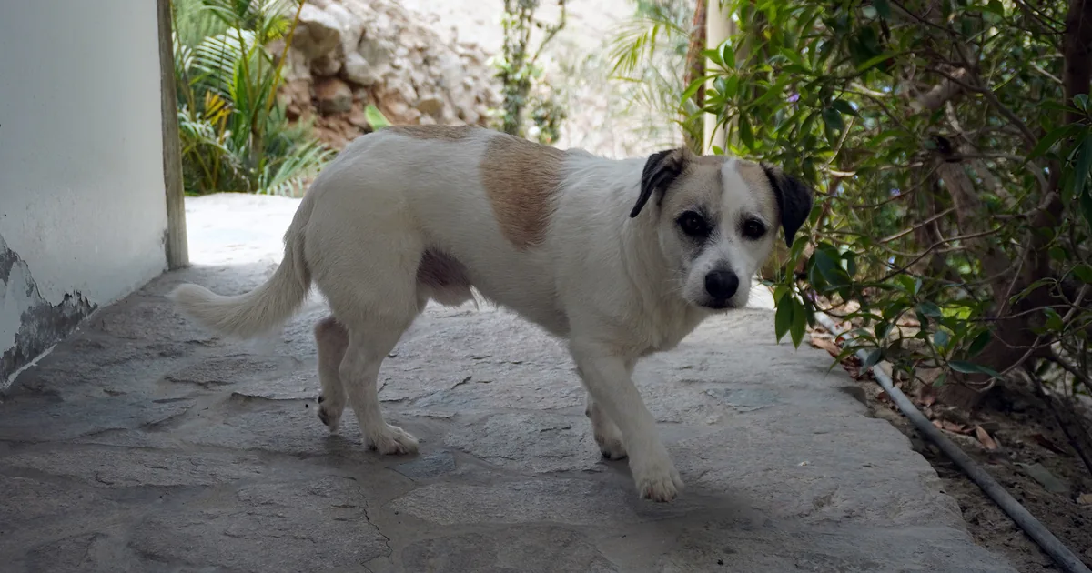 Se perdió tu mascota tras el sismo: qué hacer ahora