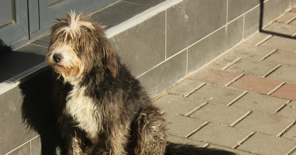 Encontraste una mascota tras el terremoto: cómo ayudar