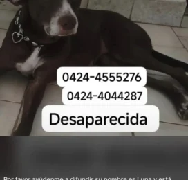 Perro perdido en Carabobo