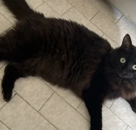 Gato perdido en Miranda