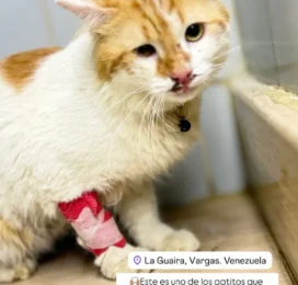 Perro encontrado