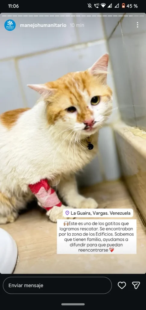 Perro encontrado