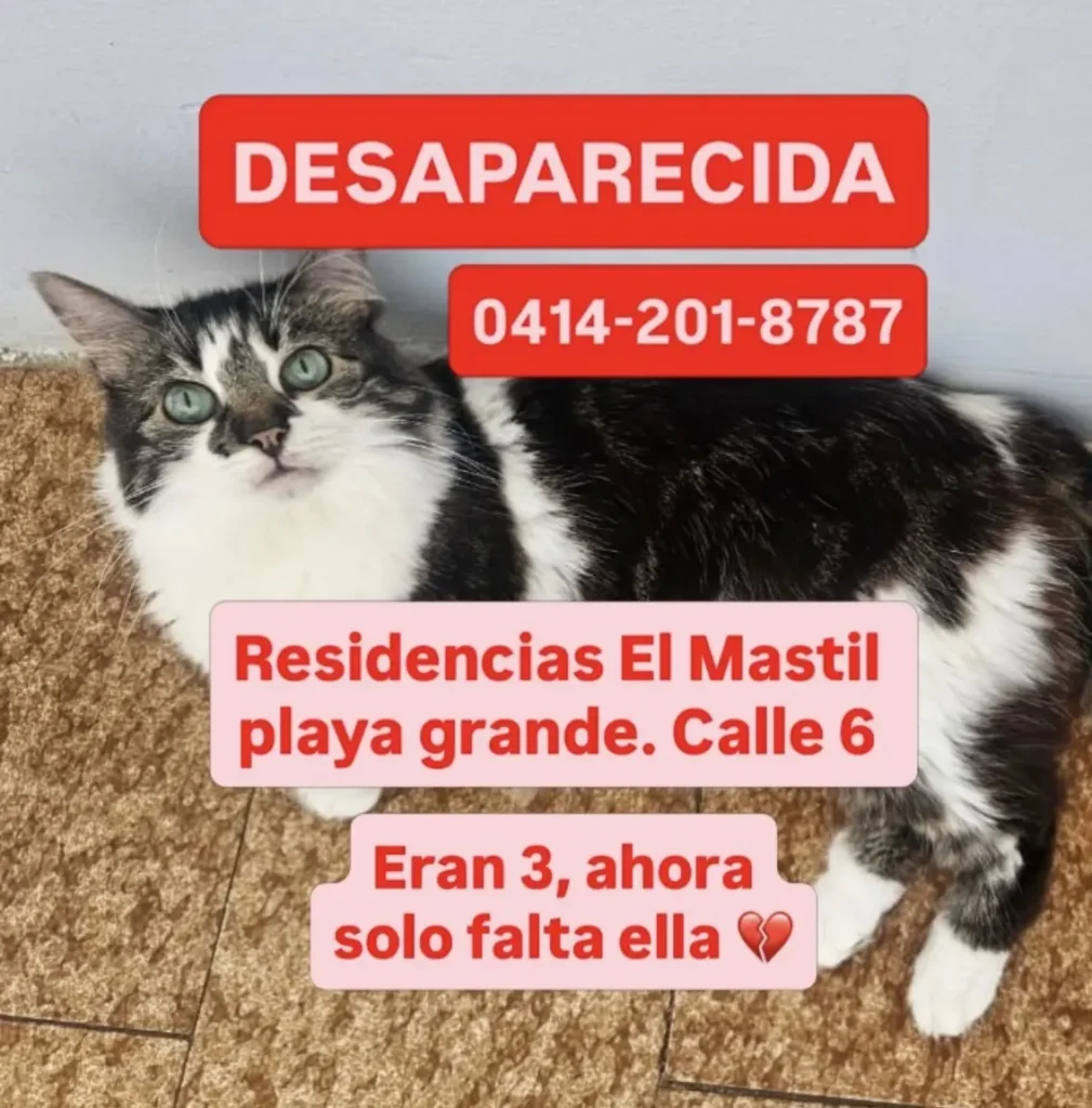 Perro perdido