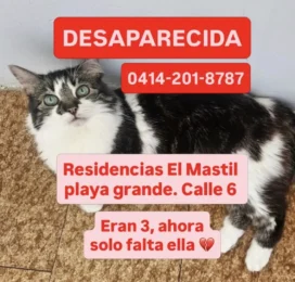 Perro perdido en La Guaira