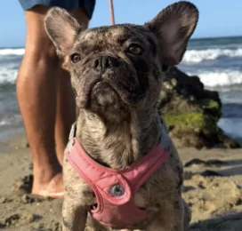 Perro Bulldog Francés perdido en La Guaira