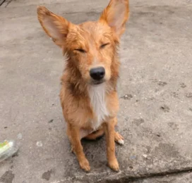 Perro encontrado