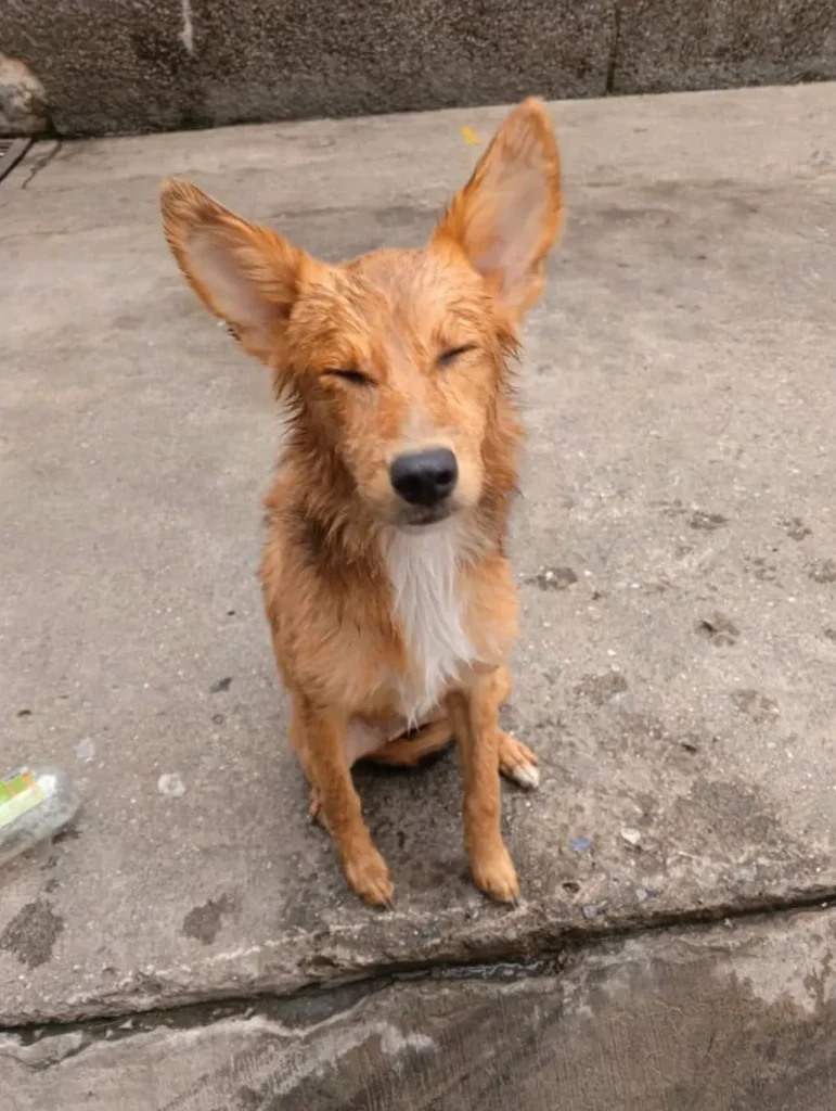 Perro encontrado
