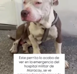 Perro encontrado en Aragua