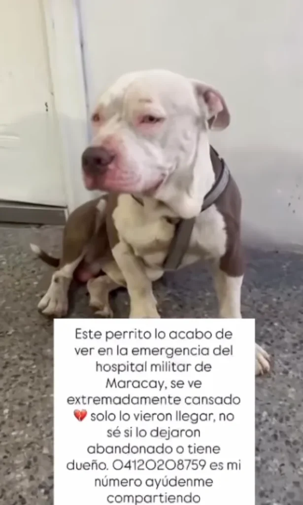 Perro encontrado