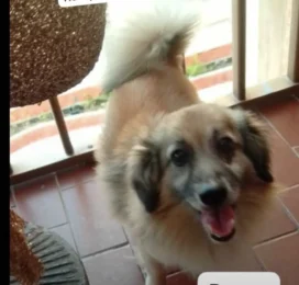 Perro perdido