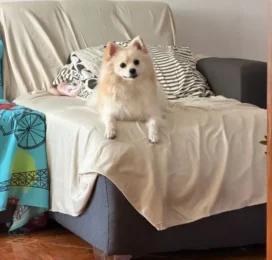 Perro perdido en La Guaira