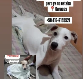 Perro perdido