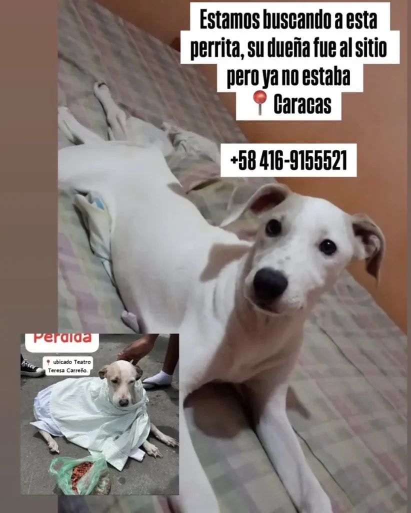 Perro perdido