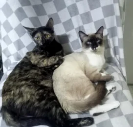 Gato Siamés perdido