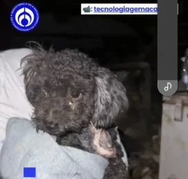 Perro Poodle (Caniche) perdido en La Guaira