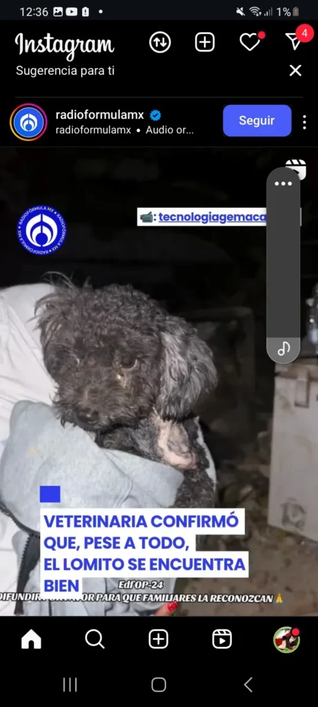 Perro perdido