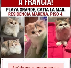 Perro perdido