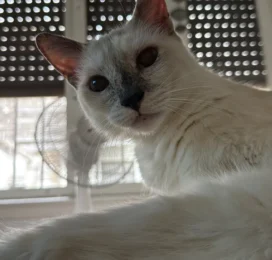 Gato encontrado