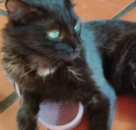 Gato perdido en Barinas