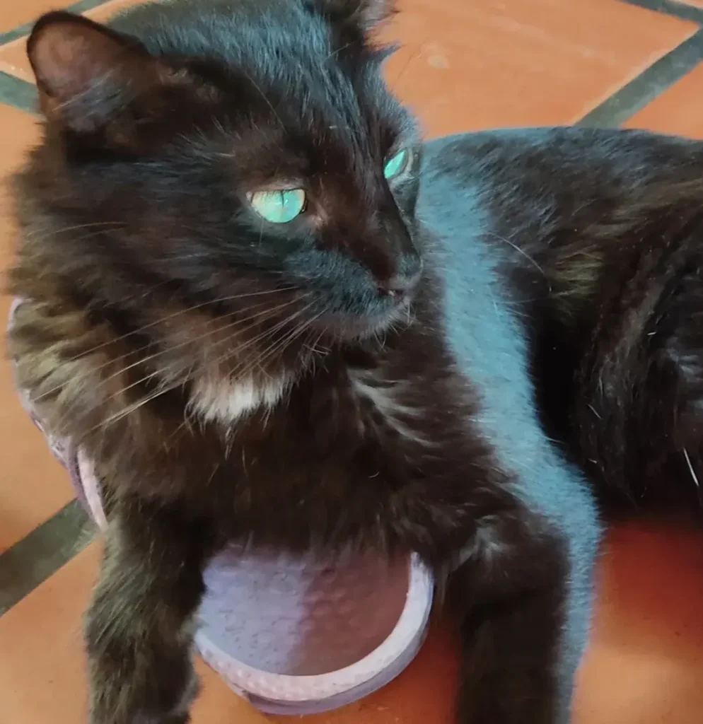 Pili