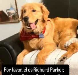 Perro Golden Retriever perdido en Distrito Capital
