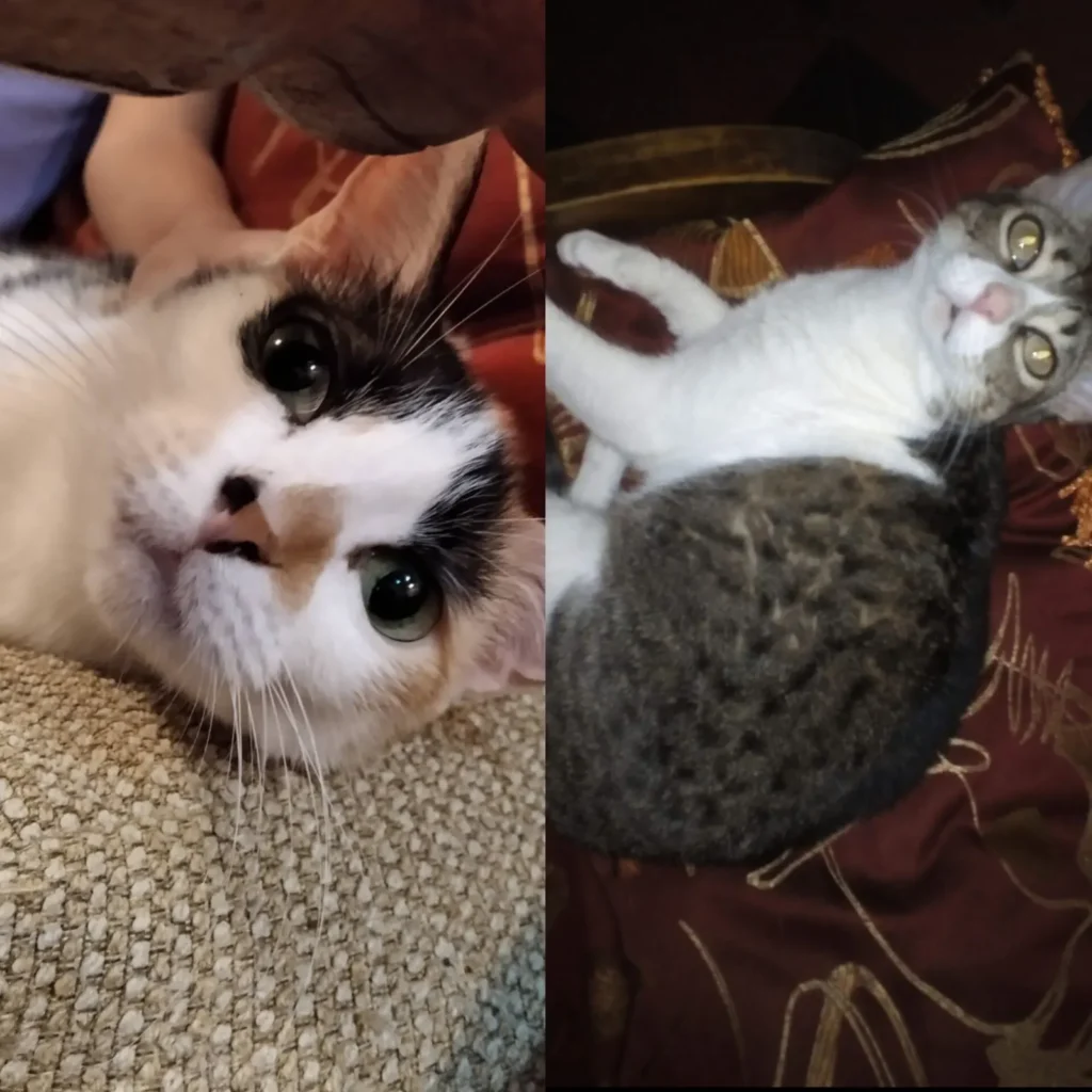 Chiqui y pelusa