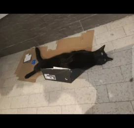 Gato Mestizo perdido en La Guaira