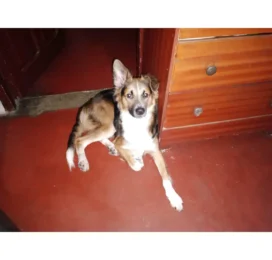 Perro Mestizo perdido en La Guaira