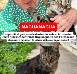 Gato Mestizo perdido en Carabobo