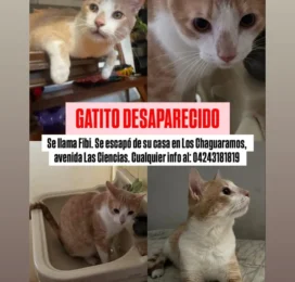 Gato Mestizo perdido en Distrito Capital