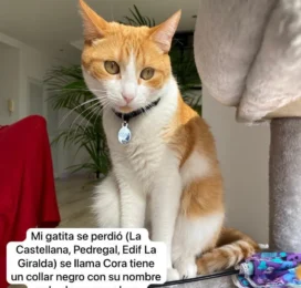 Gato perdido en Distrito Capital