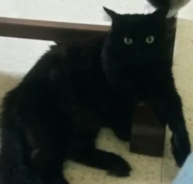 Gato Mestizo perdido en Distrito Capital