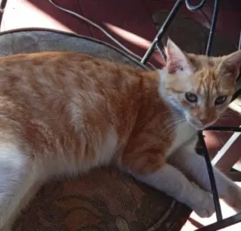 Gato perdido en La Guaira