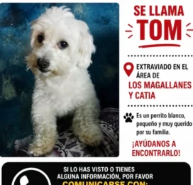 Perro Maltés perdido en Distrito Capital