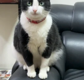 Gato perdido en Distrito Capital