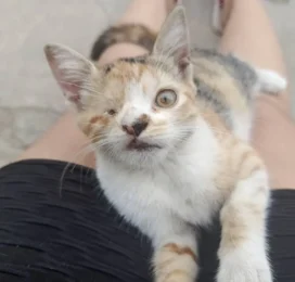 Gato perdido en Carabobo