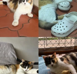 Gato Mestizo perdido en Distrito Capital