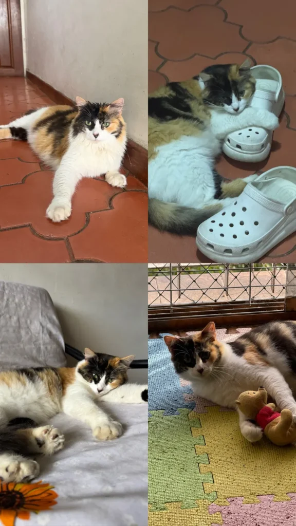 Estrella
