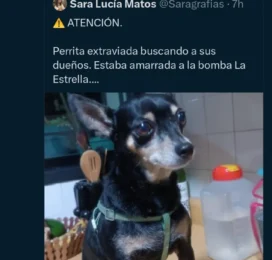 Perro encontrado en Distrito Capital