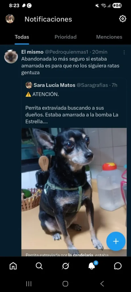 Perro encontrado