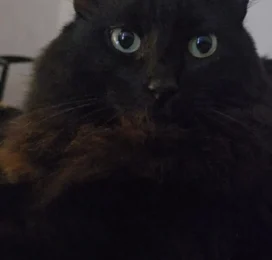 Gato Angora perdido en Distrito Capital