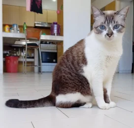 Gato Siamés perdido en La Guaira