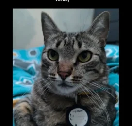Gato Mestizo perdido en Distrito Capital