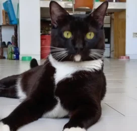 Gato Mestizo perdido en La Guaira