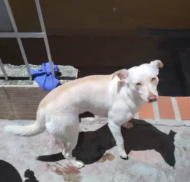 Perro Mestizo perdido en Distrito Capital