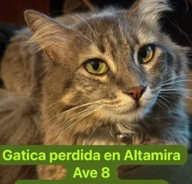Gato perdido en Distrito Capital