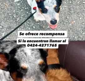 Perro perdido en Carabobo