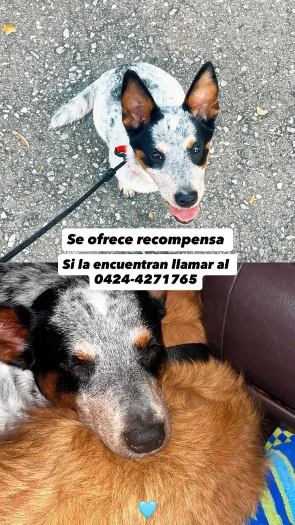 Maia